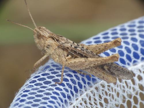 Chorthippus sp.